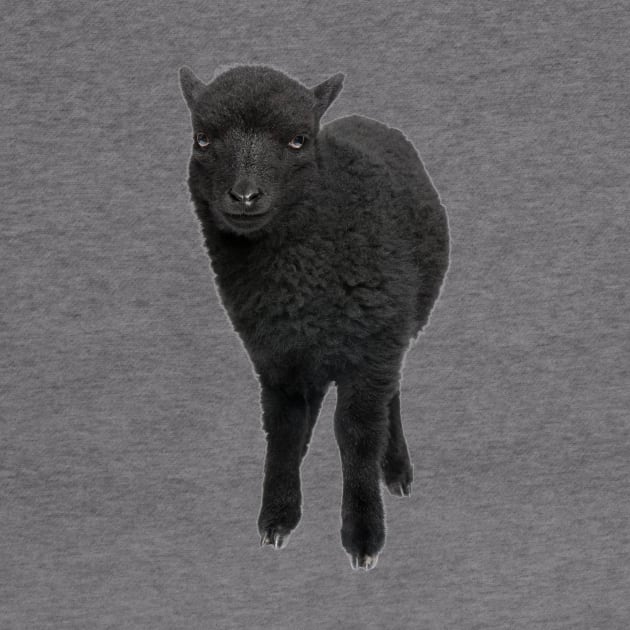 BLACK SHEEP by lldesigns